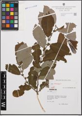Foto von Salix cinerea L.